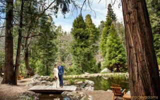 wedding couple in redwoods forest
