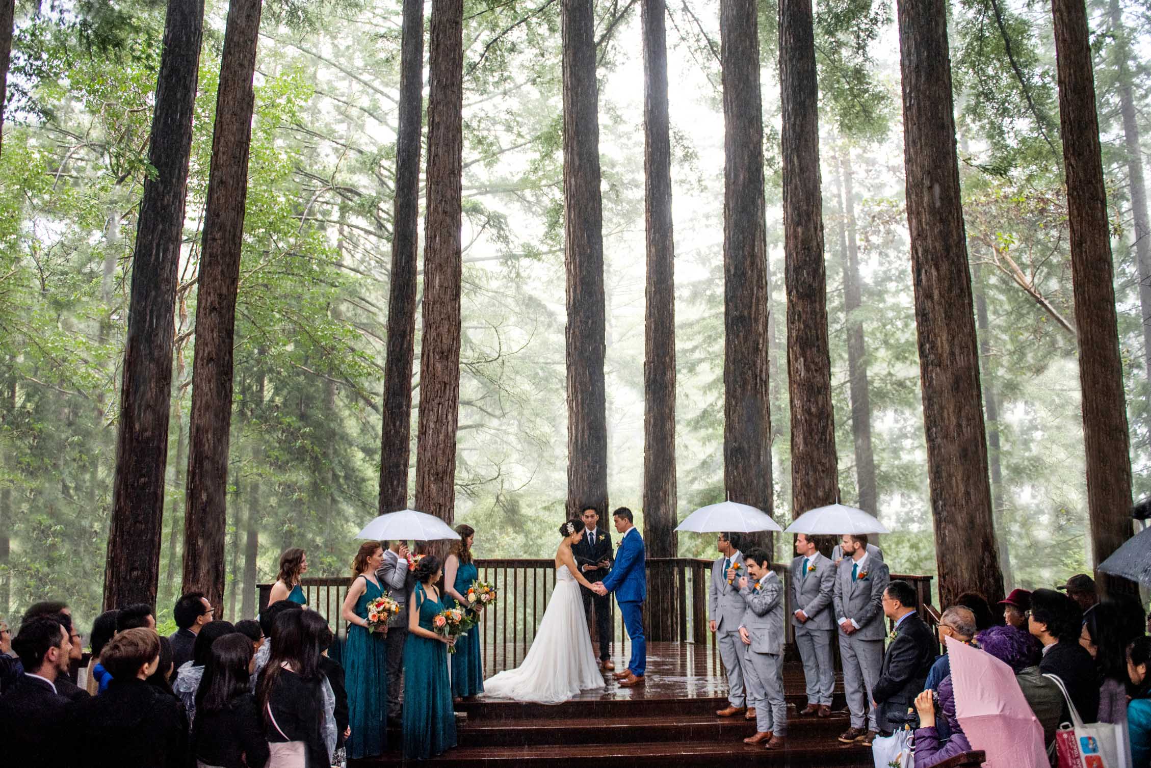 Bride and groom wedding ceremony surrounded by giant redwoods forest